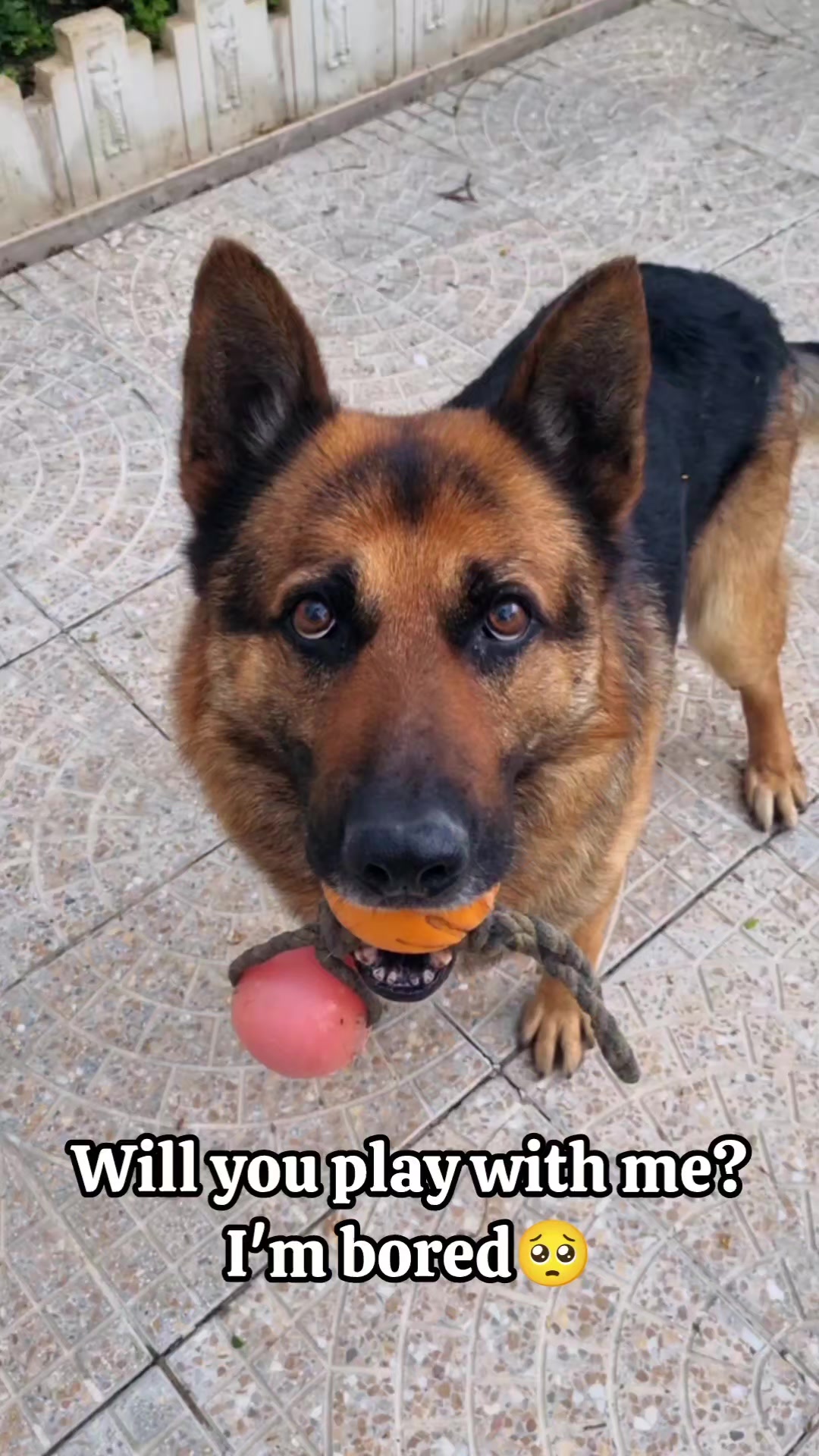 @germansheperd.Rexi