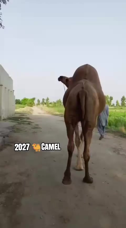 @UMAIR MUGHAL