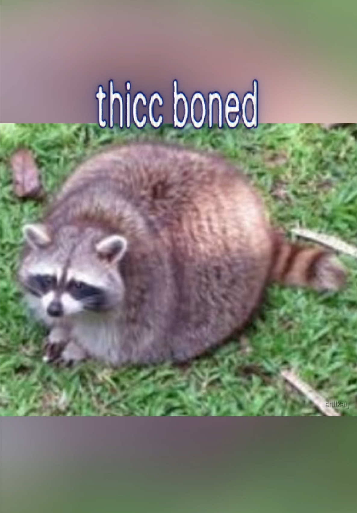 @Raccoon Music Videos