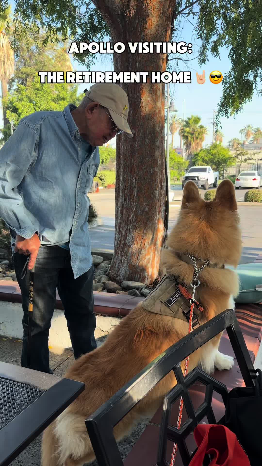 @apollothecorgimute
