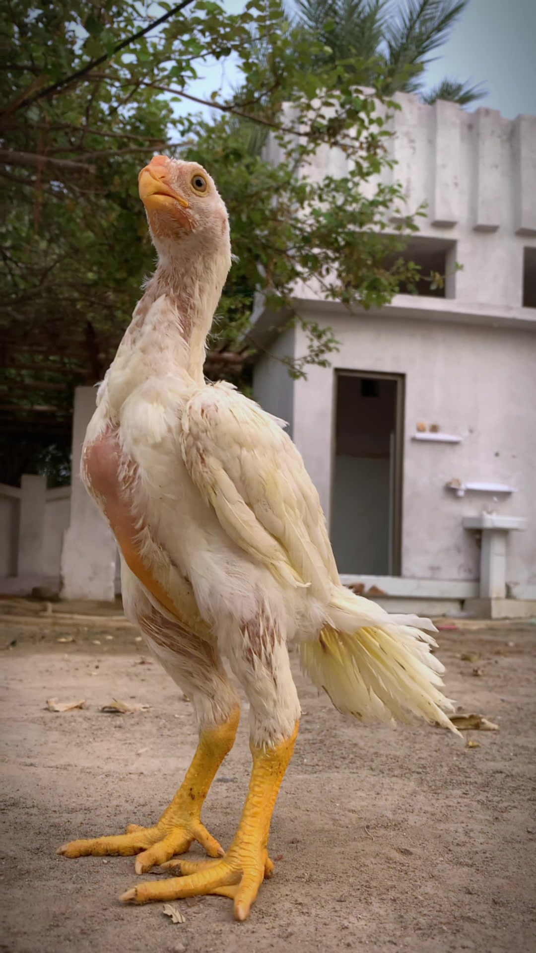 @Birds_Goat