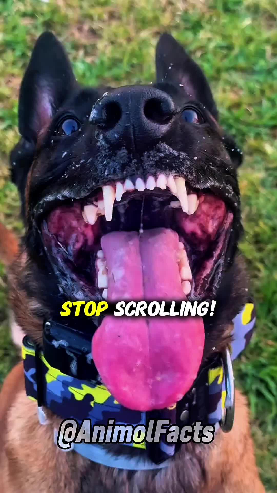 @animolfacts