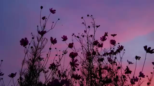 @✿ 𝐀𝐭𝐚𝐦𝐚𝐢𝐜𝐚 𝐜𝐫𝐮𝐳 ✿