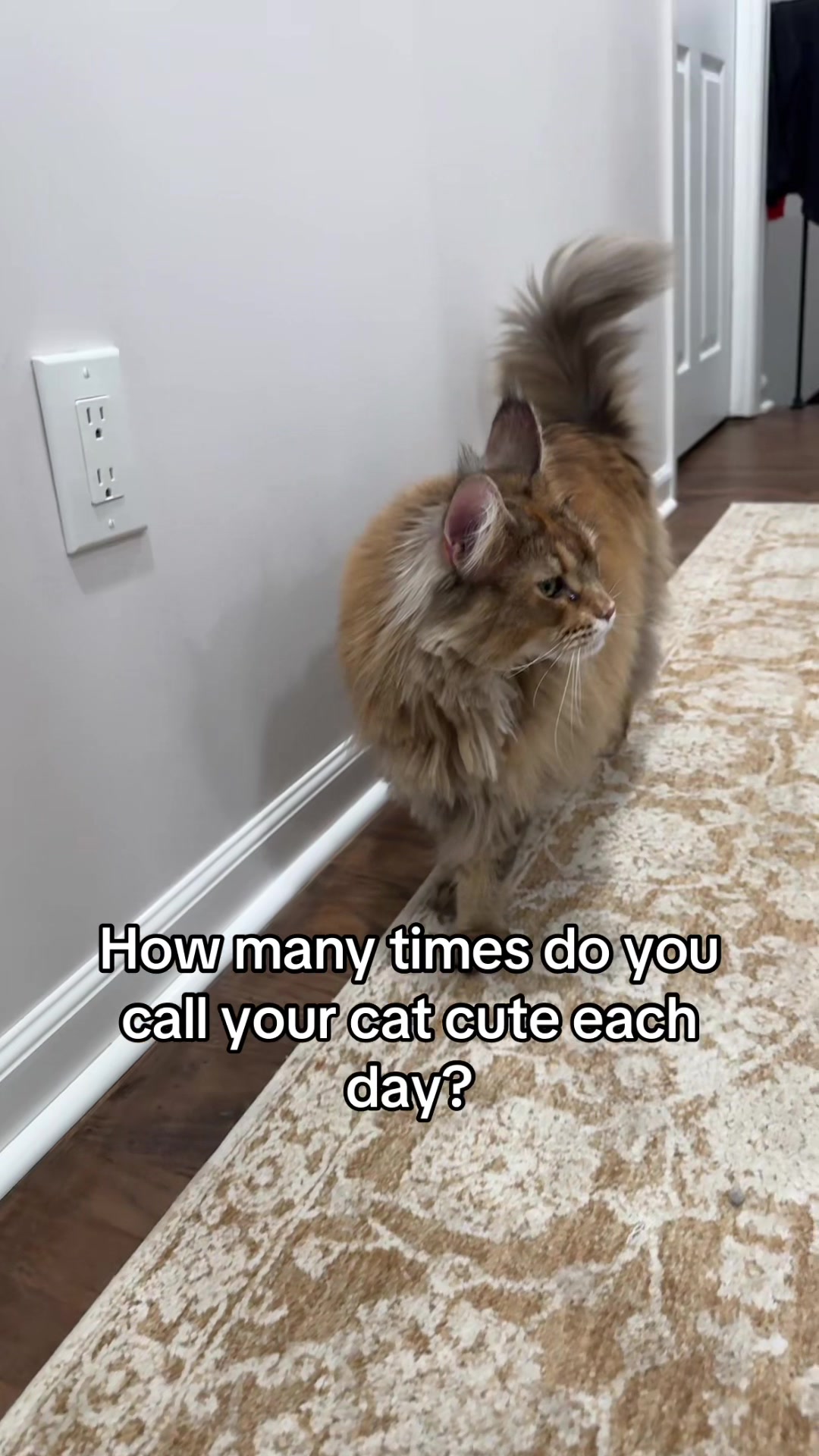 @Theo & Ember 🐈🐈⬛