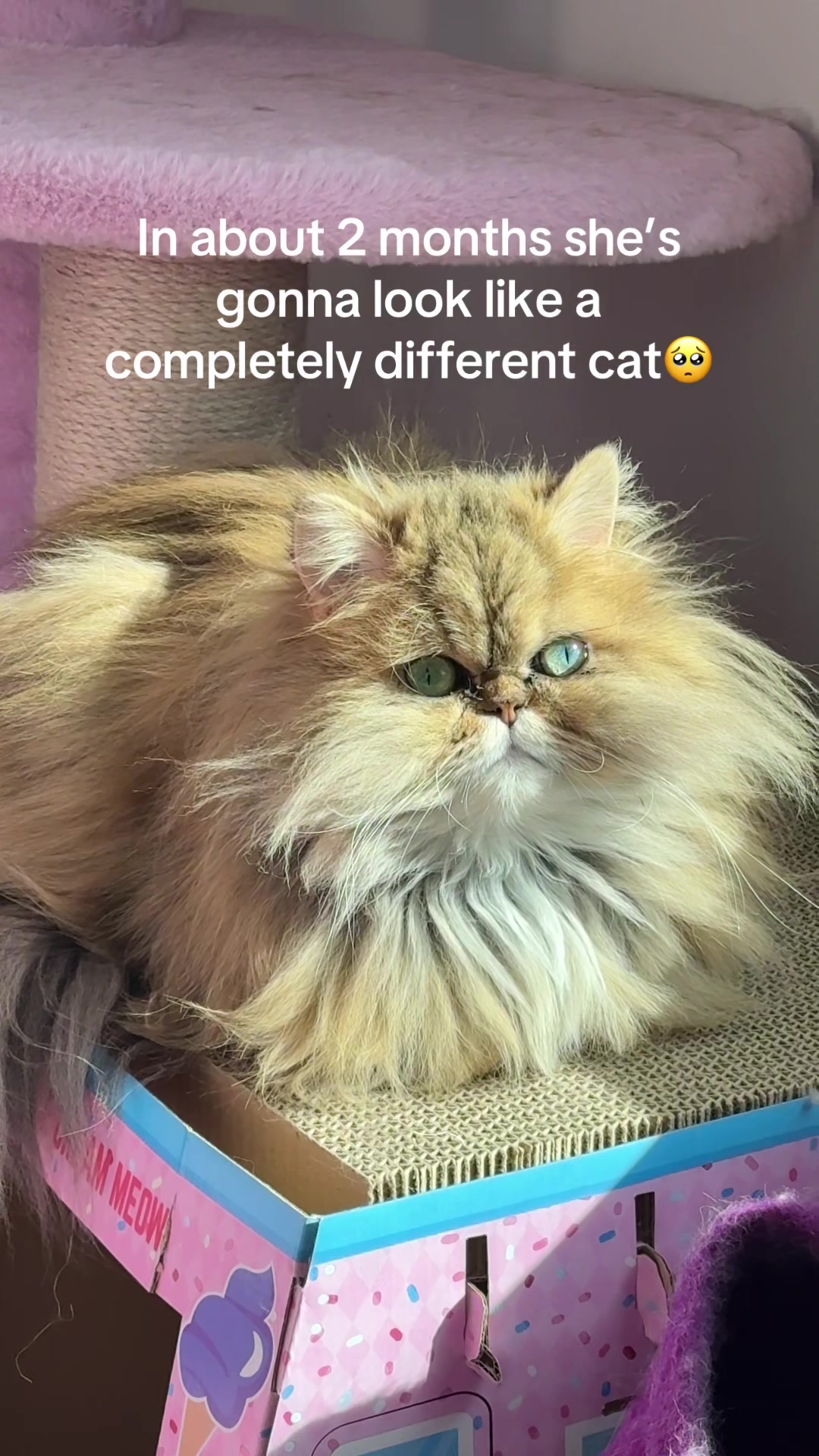 @🤍goldenkittyfam🤍