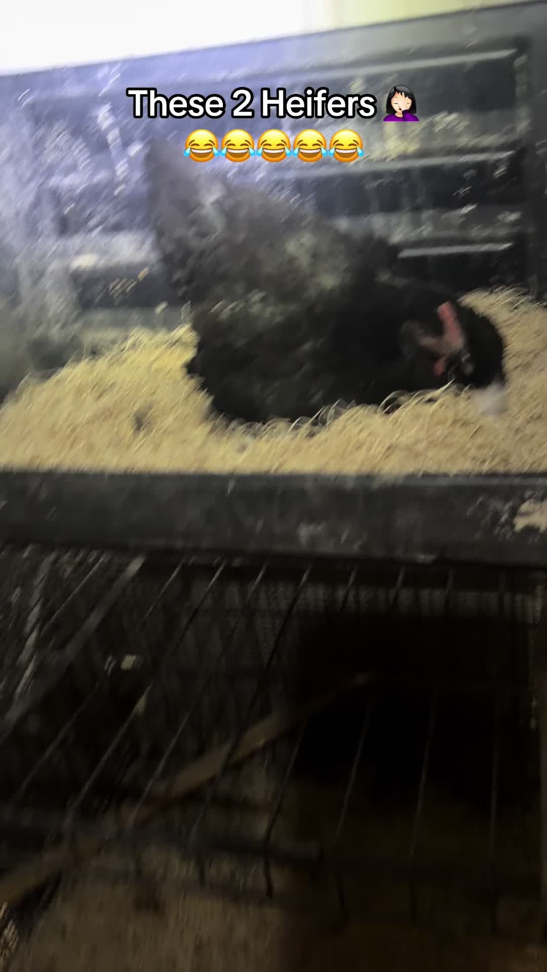 @NonniesFunnyFarm