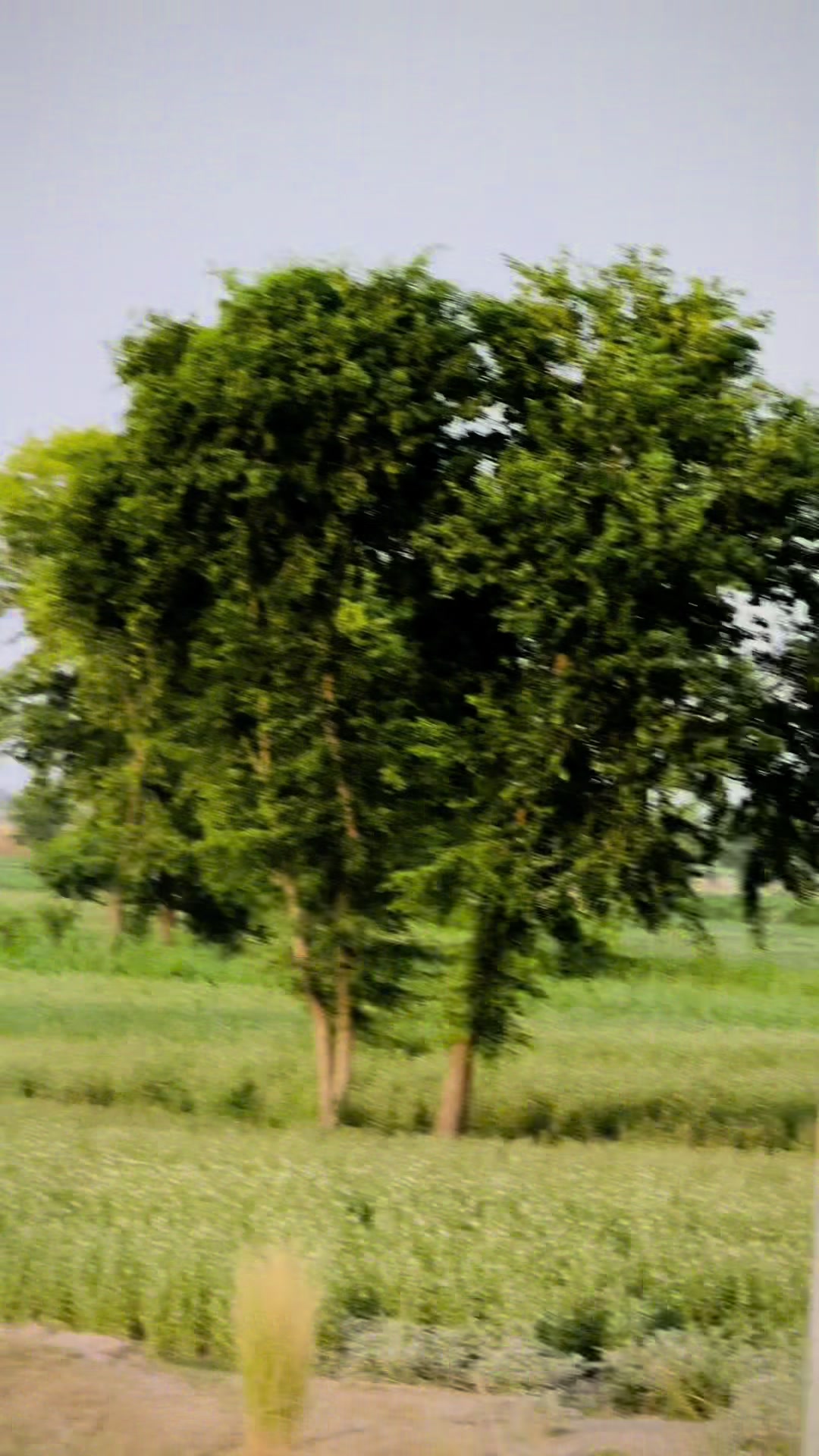 @ladlabhatti
