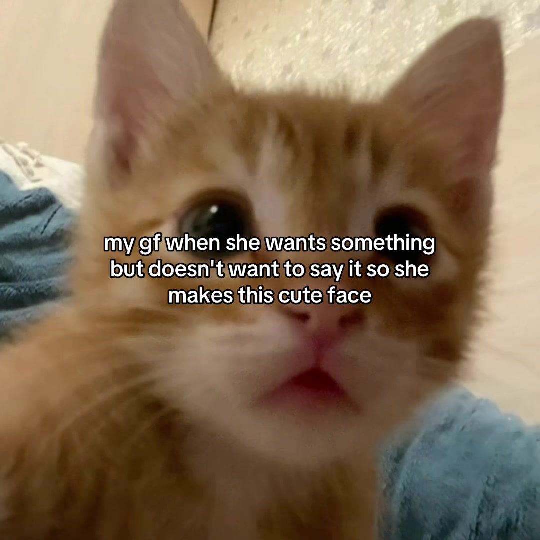 @Alice.cattok