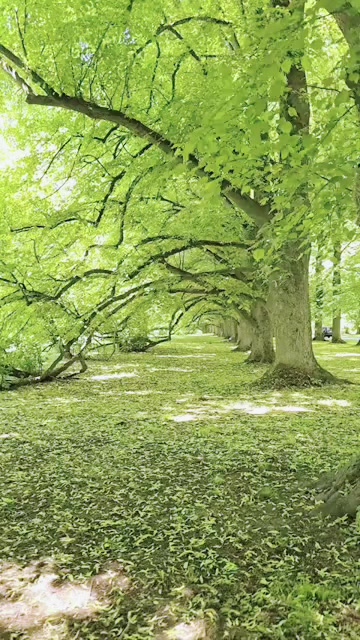 @واثقه بالله