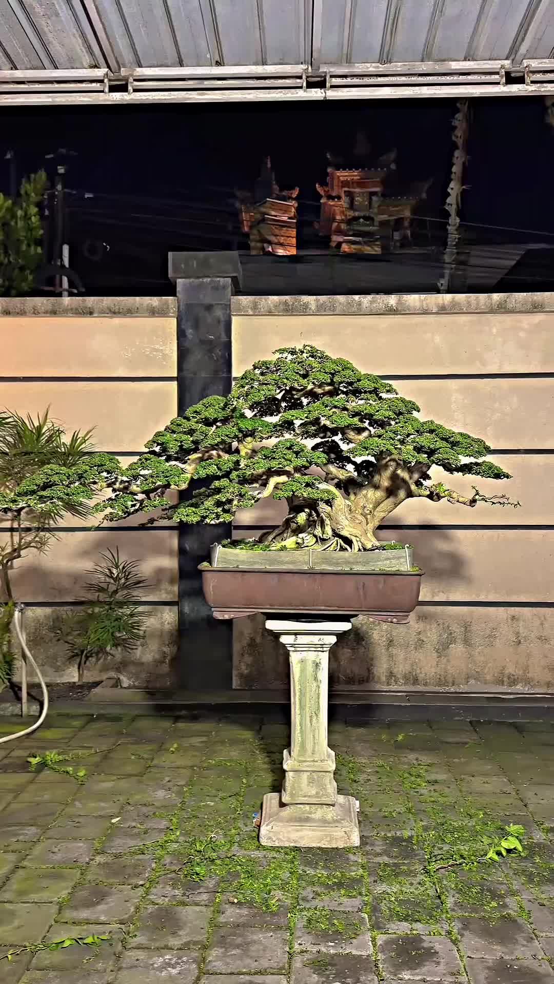 @“Cris Art Bonsai”