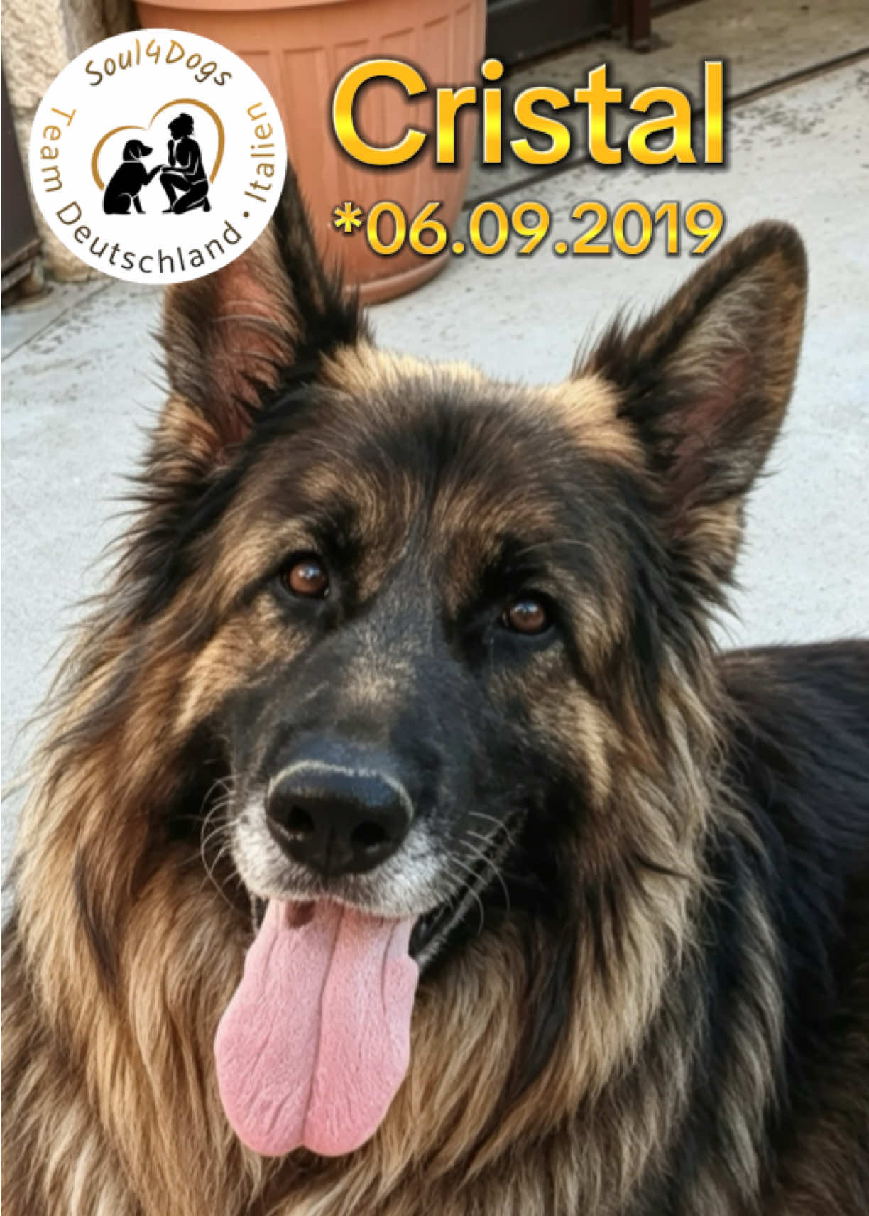 @soul4dogs