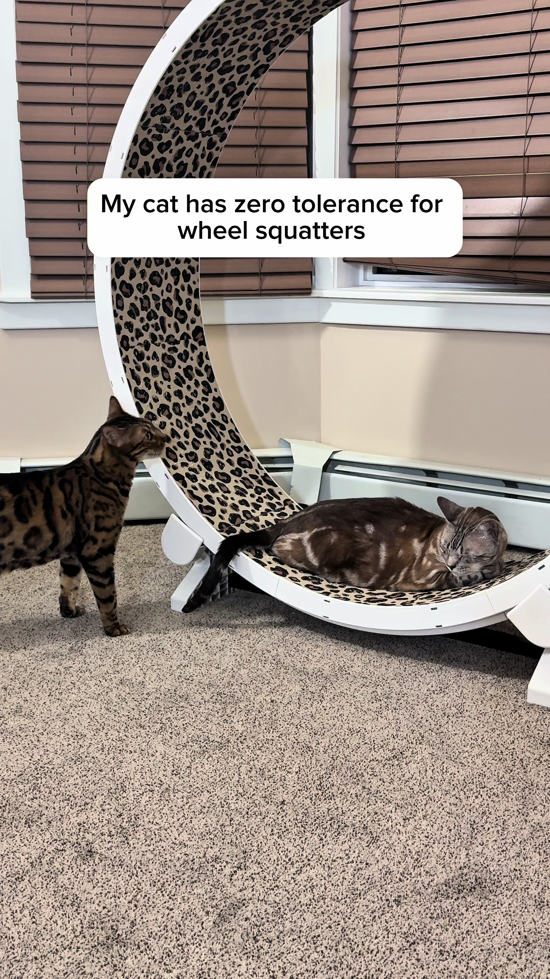 @Three Nawty Cats