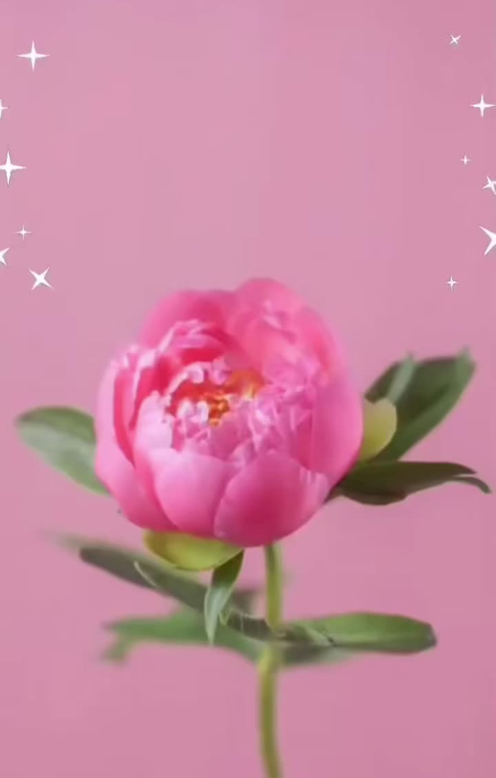 @yaanikm03