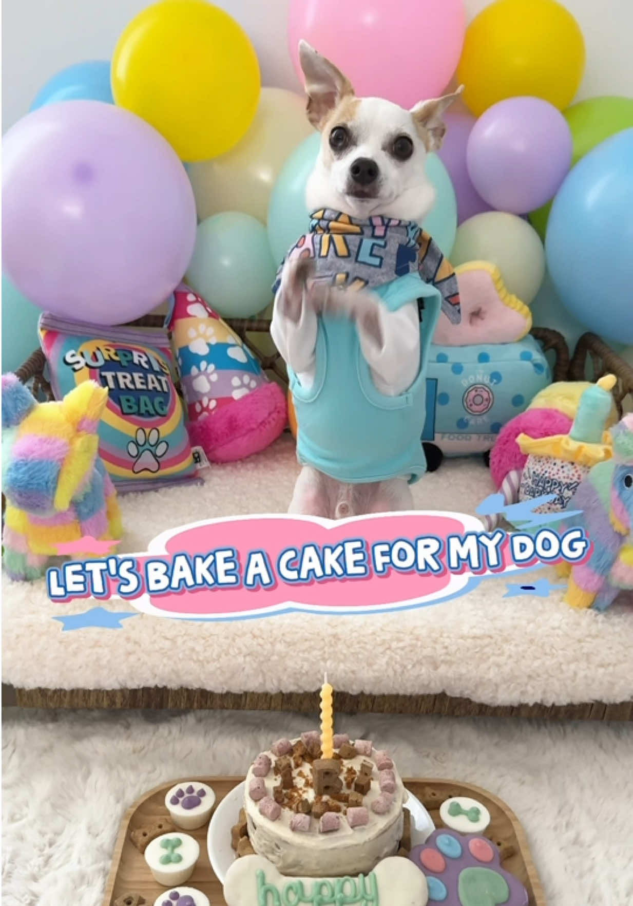 @Bao the Chihuahua