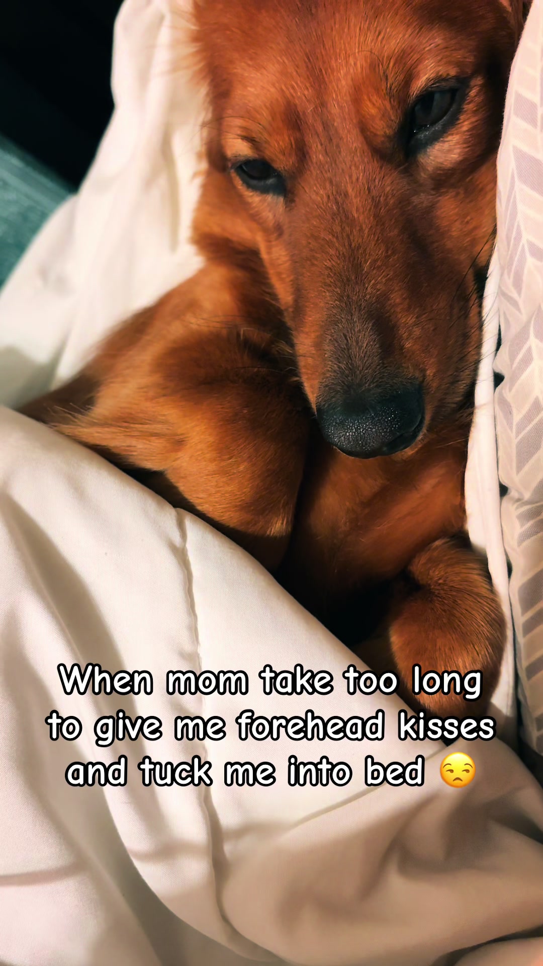 @remi.the.mini.ween