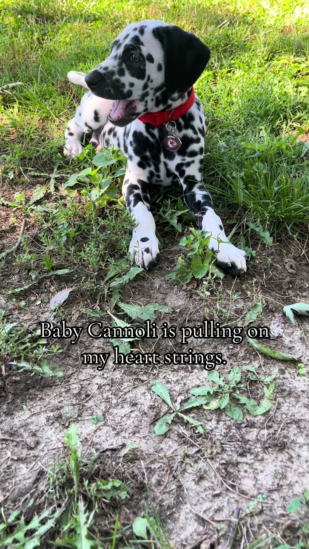 @Cannoli