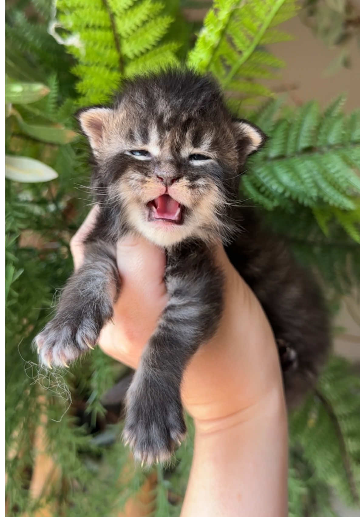 @Mossy Cottage Maine Coons 🌙