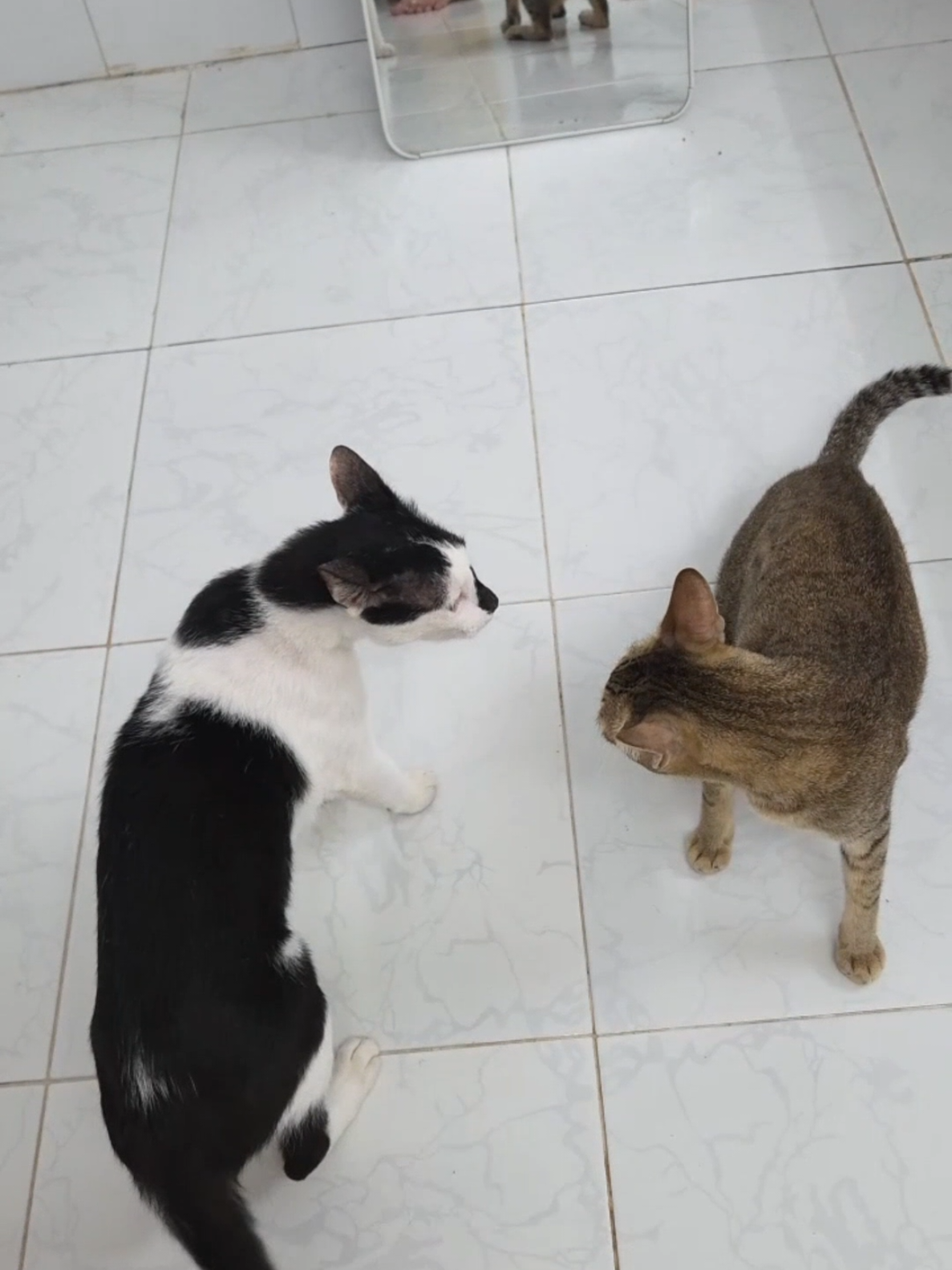 @Khế thúi