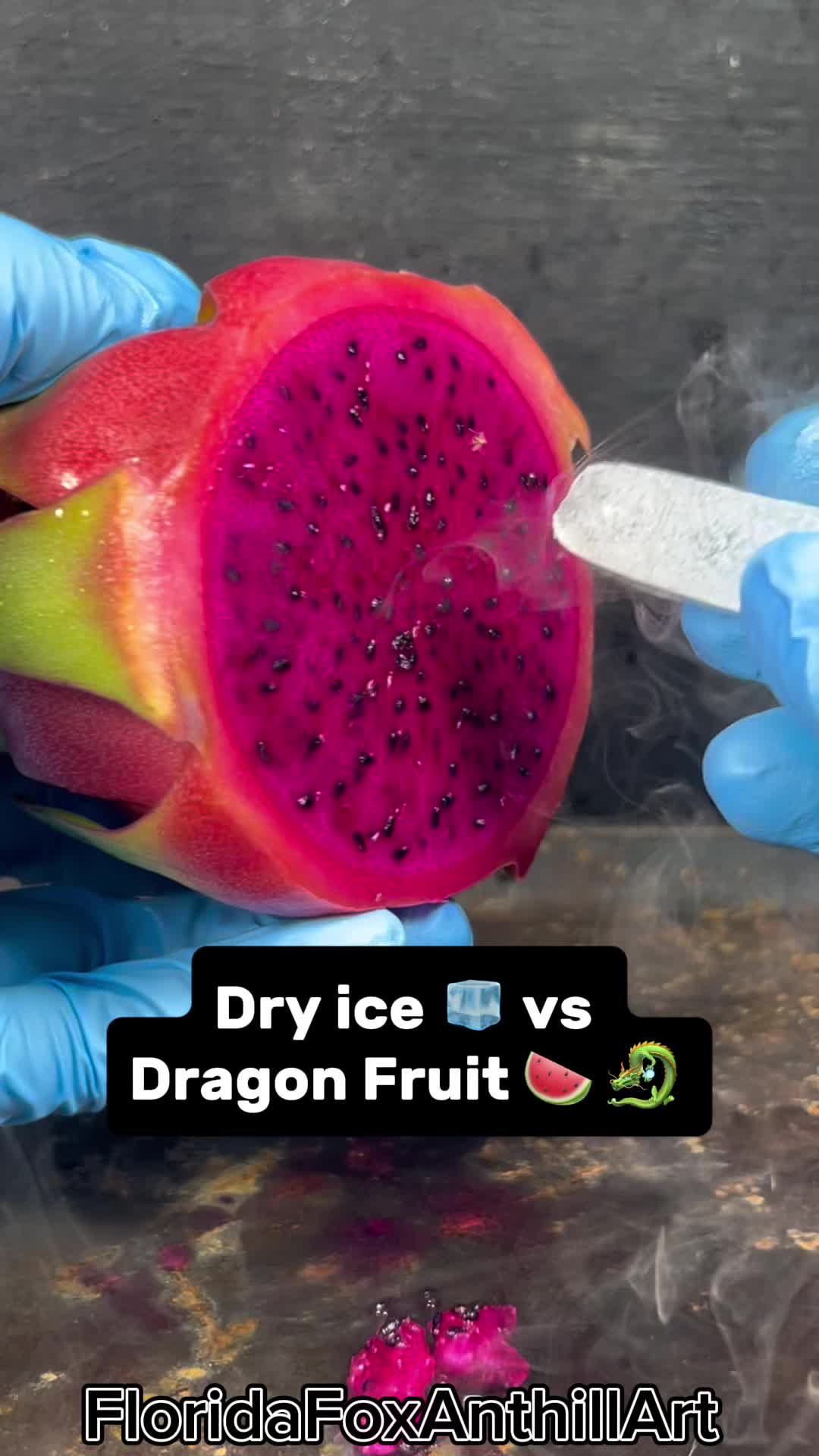 @FloridaFoxAnthillArt
