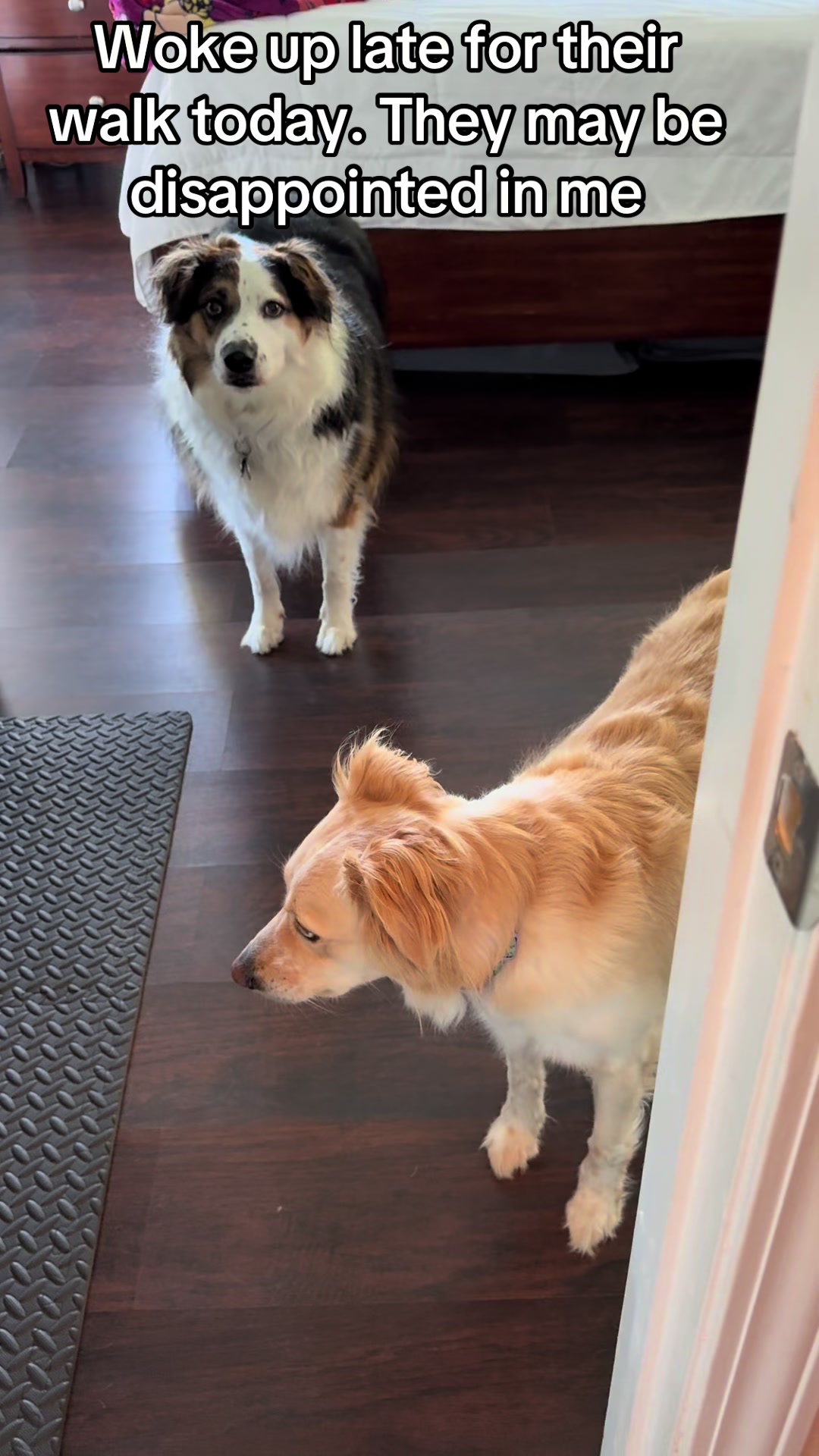 @hankanddollyrescuedogs