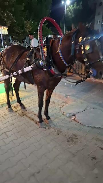 @Nilüfer isa türek