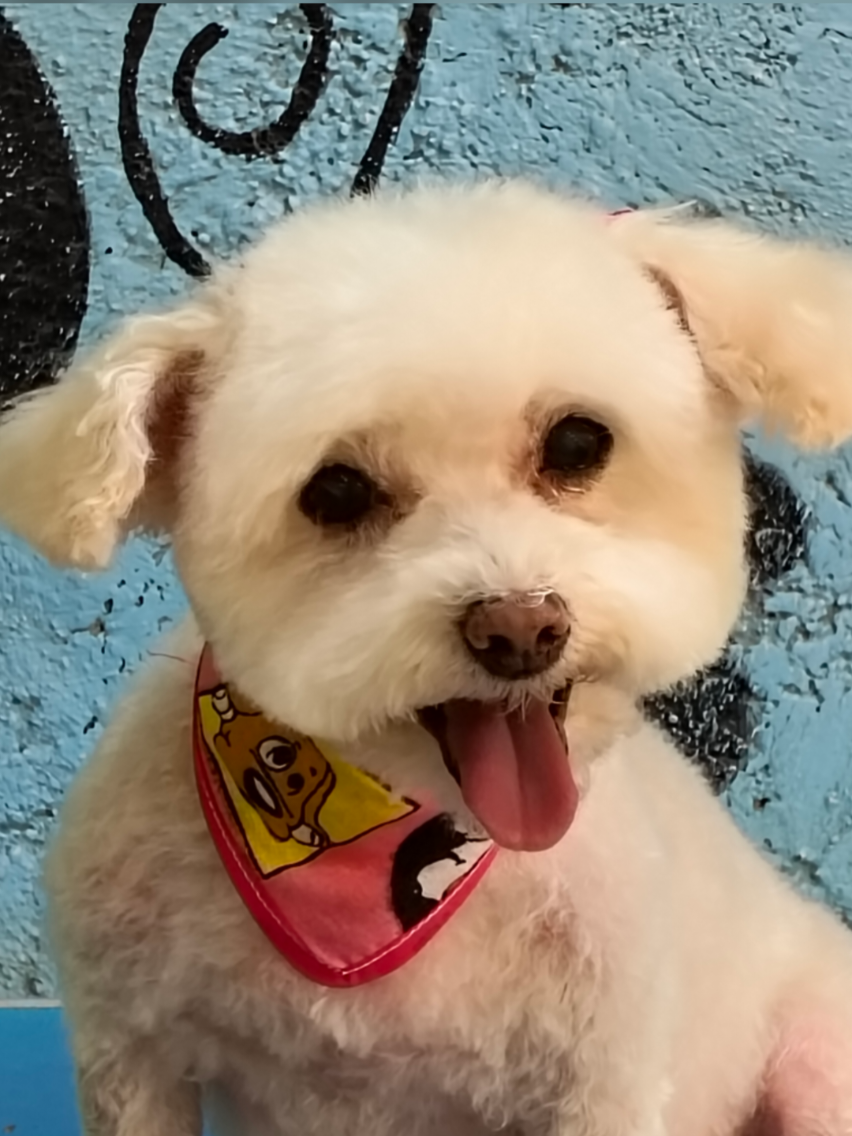 @💈🐾DOG GROOMER🐾💈