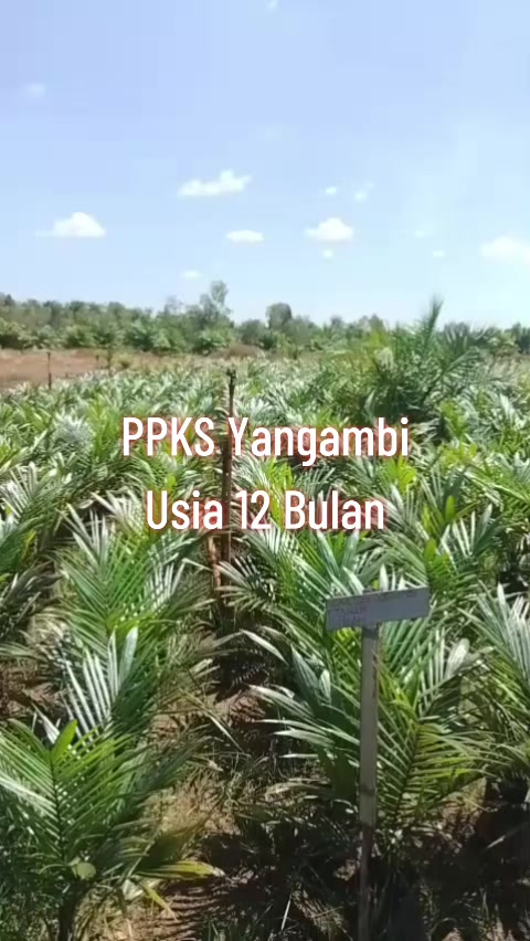 @BOS SAWIT