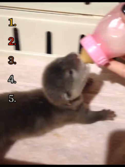 @RankingAnimalMoments