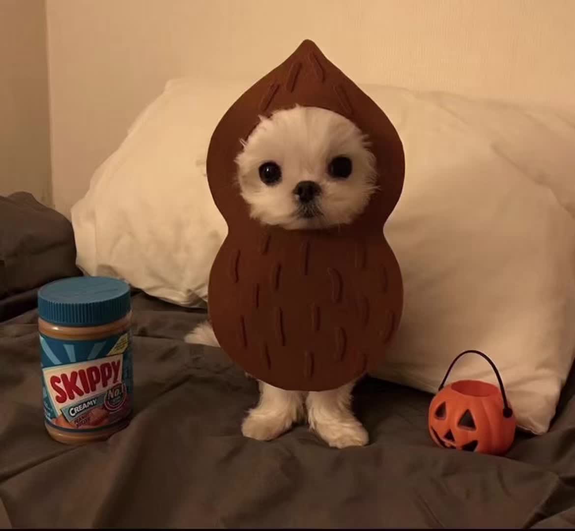 @vananir0