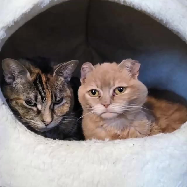 @North Toronto Cat Rescue
