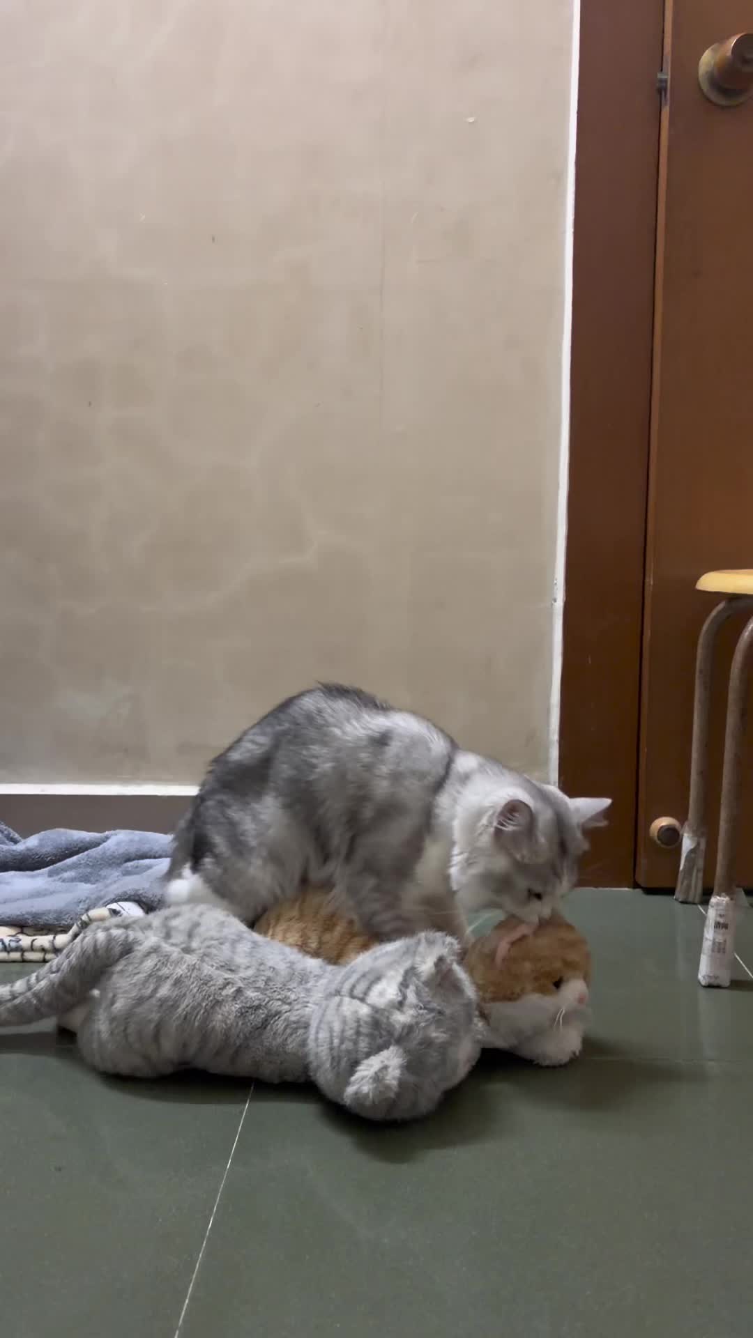 @Animals Fun