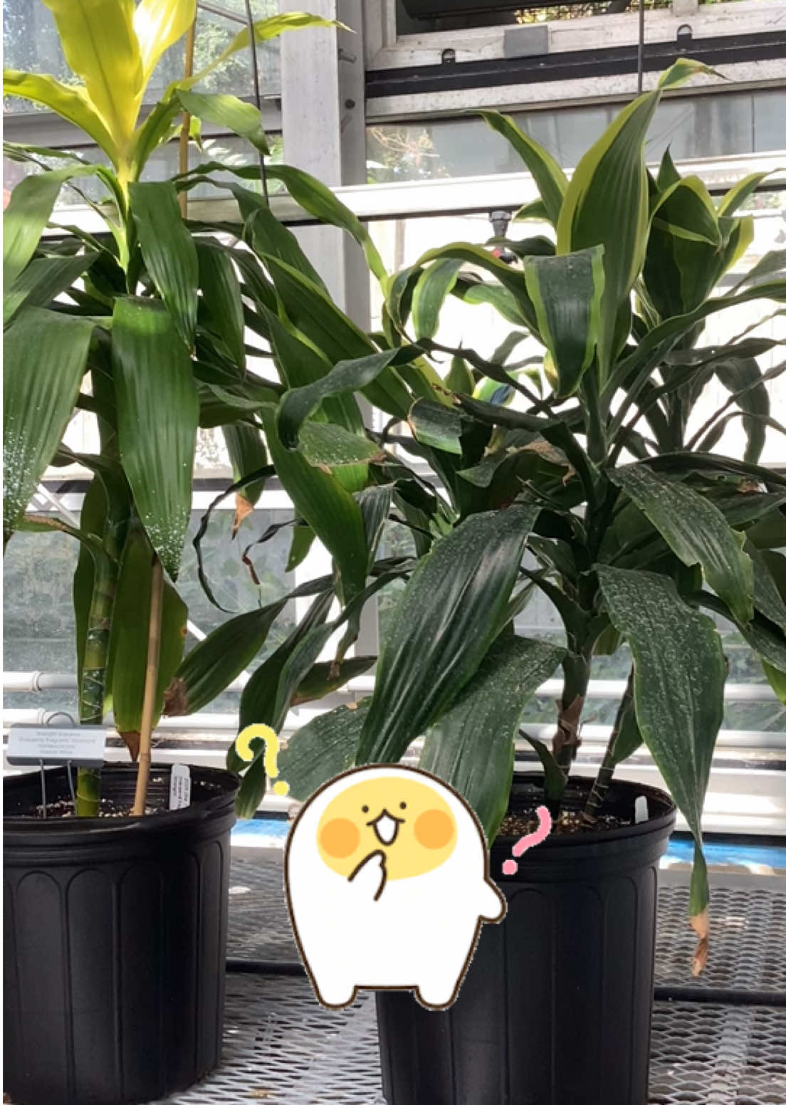 @bsu greenhouse
