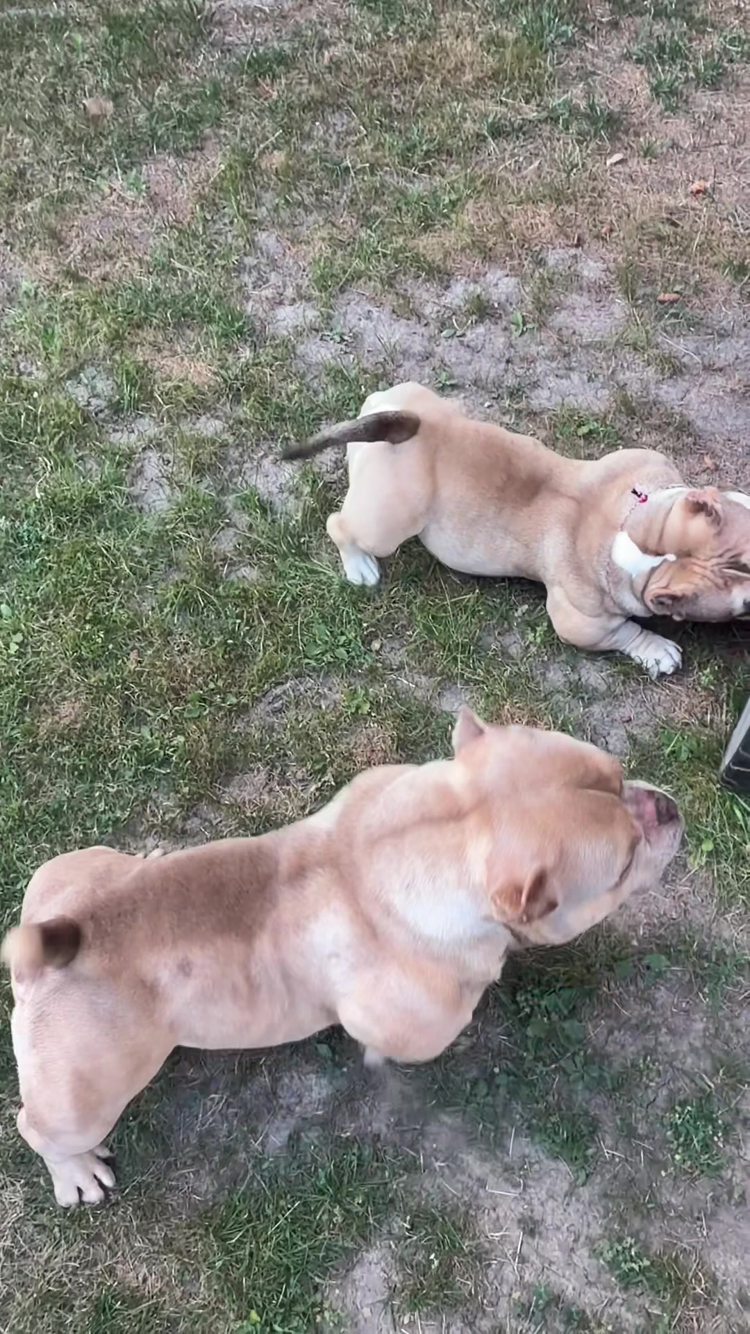 @🐾PT_920bullies🐾