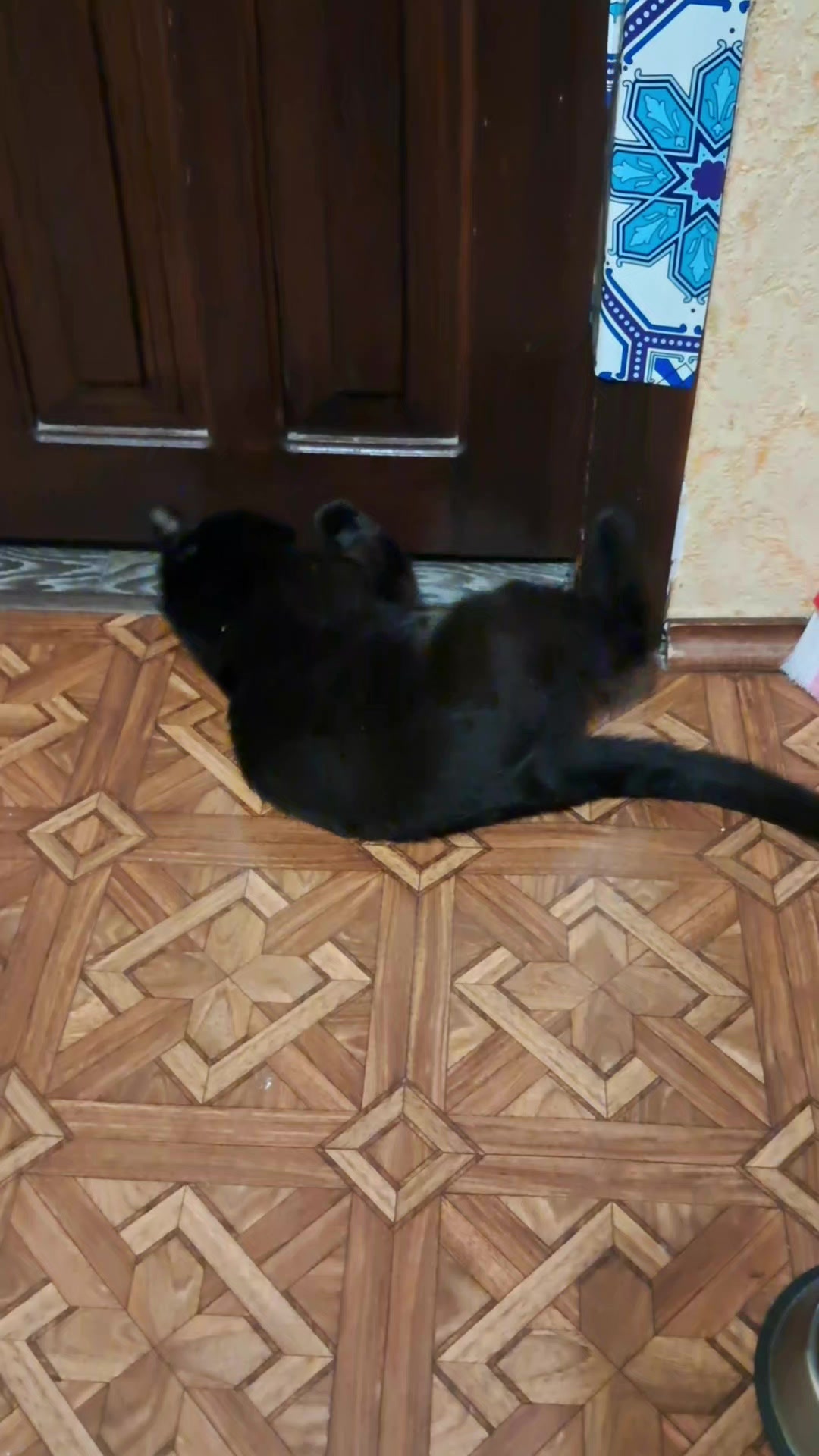 @Коти з Харківщини
