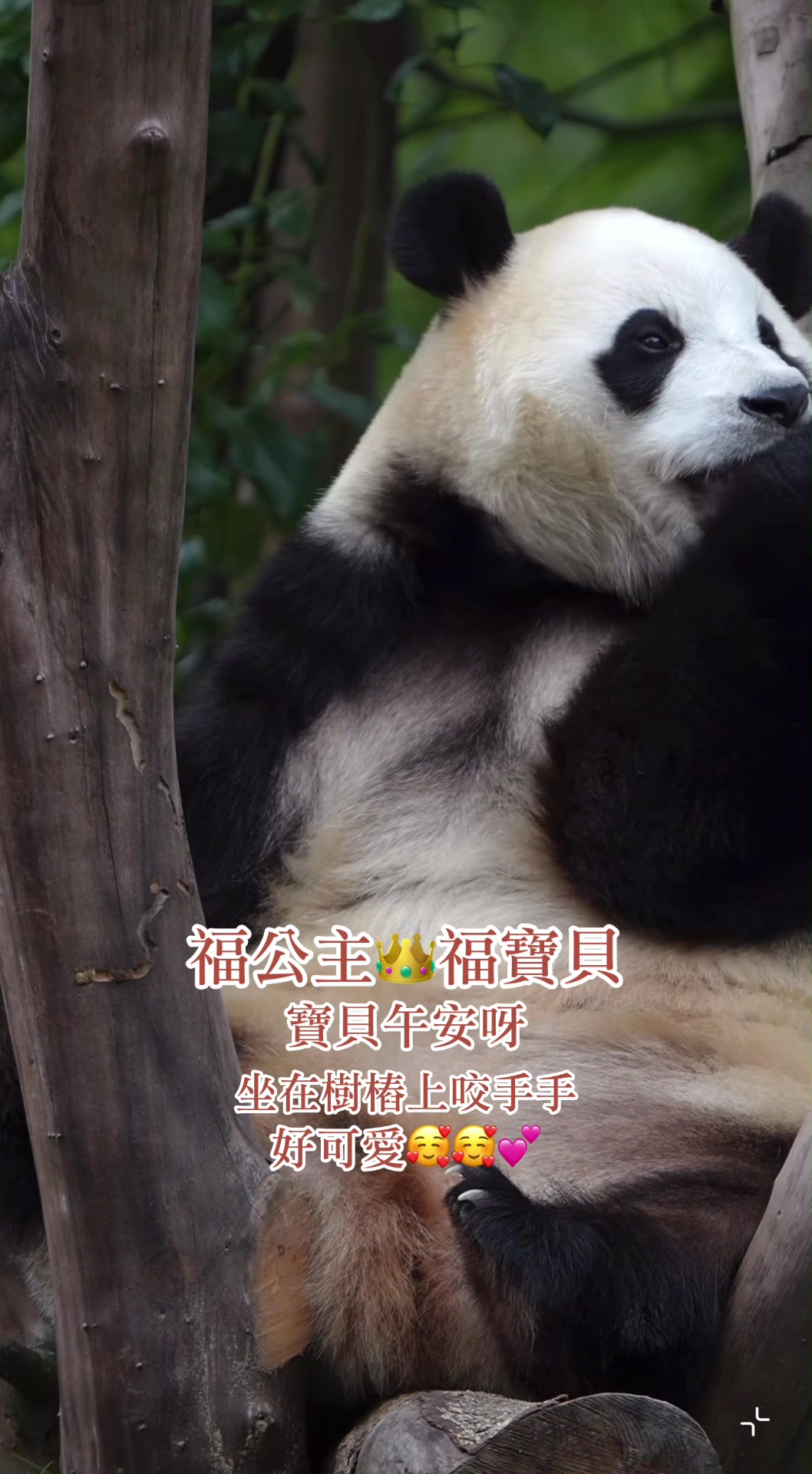 @福公主💕福豬豬💕 🍎 🥕 🐼 🎋🍀