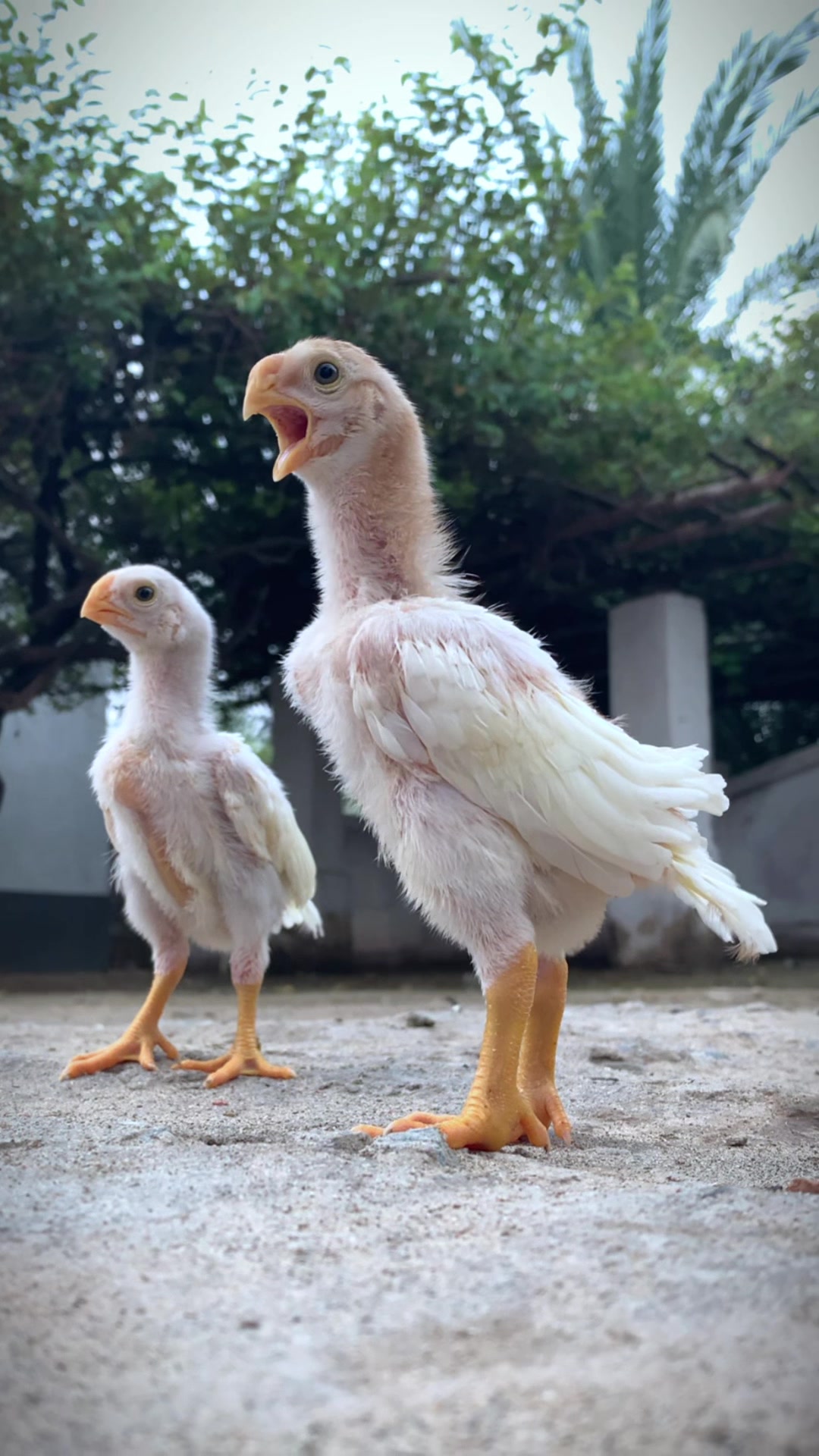 @Birds_Goat