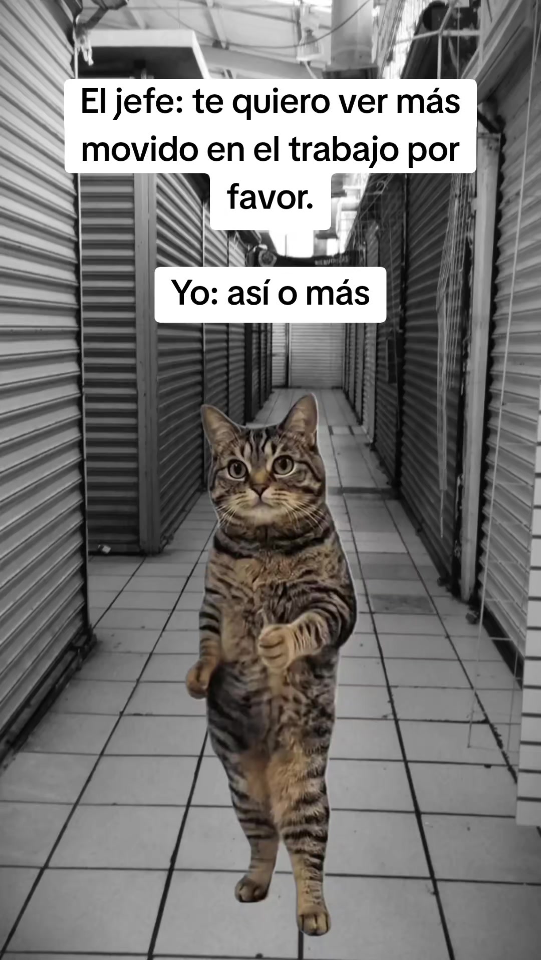 @Luis Carvajal240