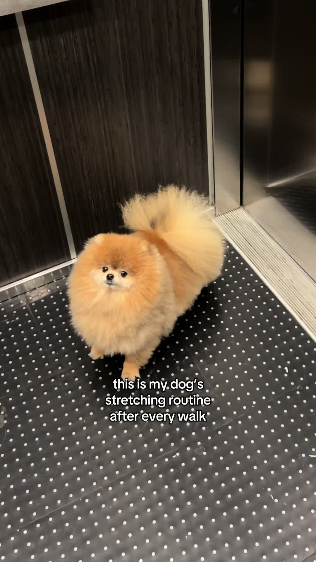 @Keanu the Pomeranian