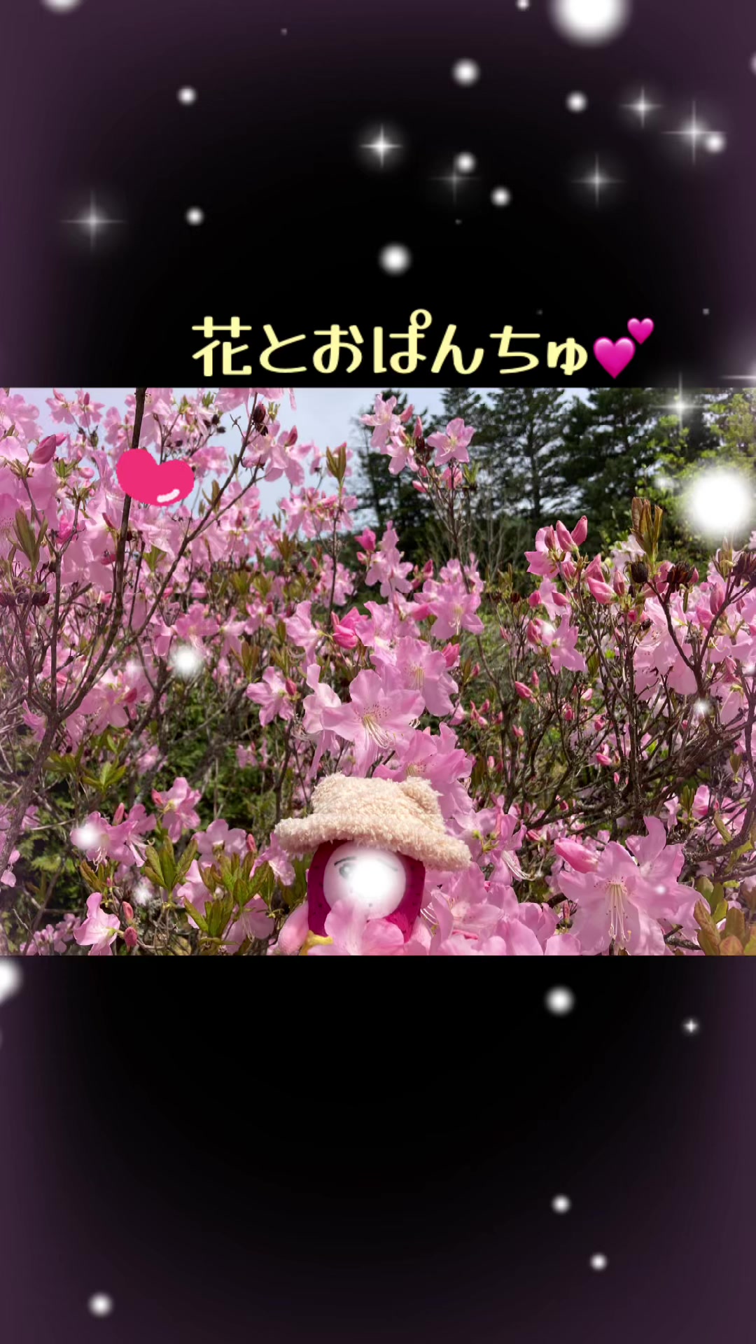 @ぱんちゅ一丁🐽🎶🌼