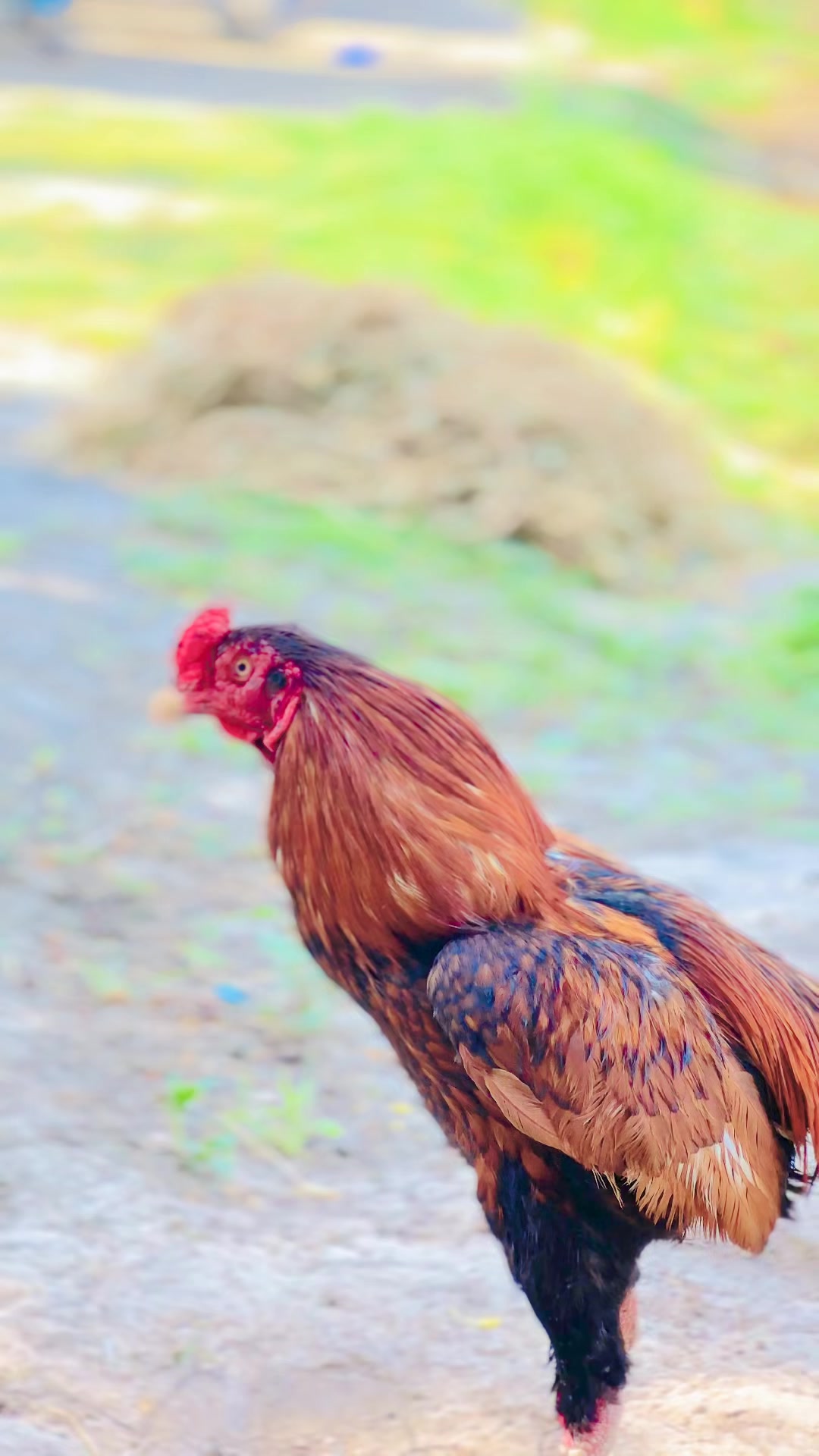 @Aseel 🐓