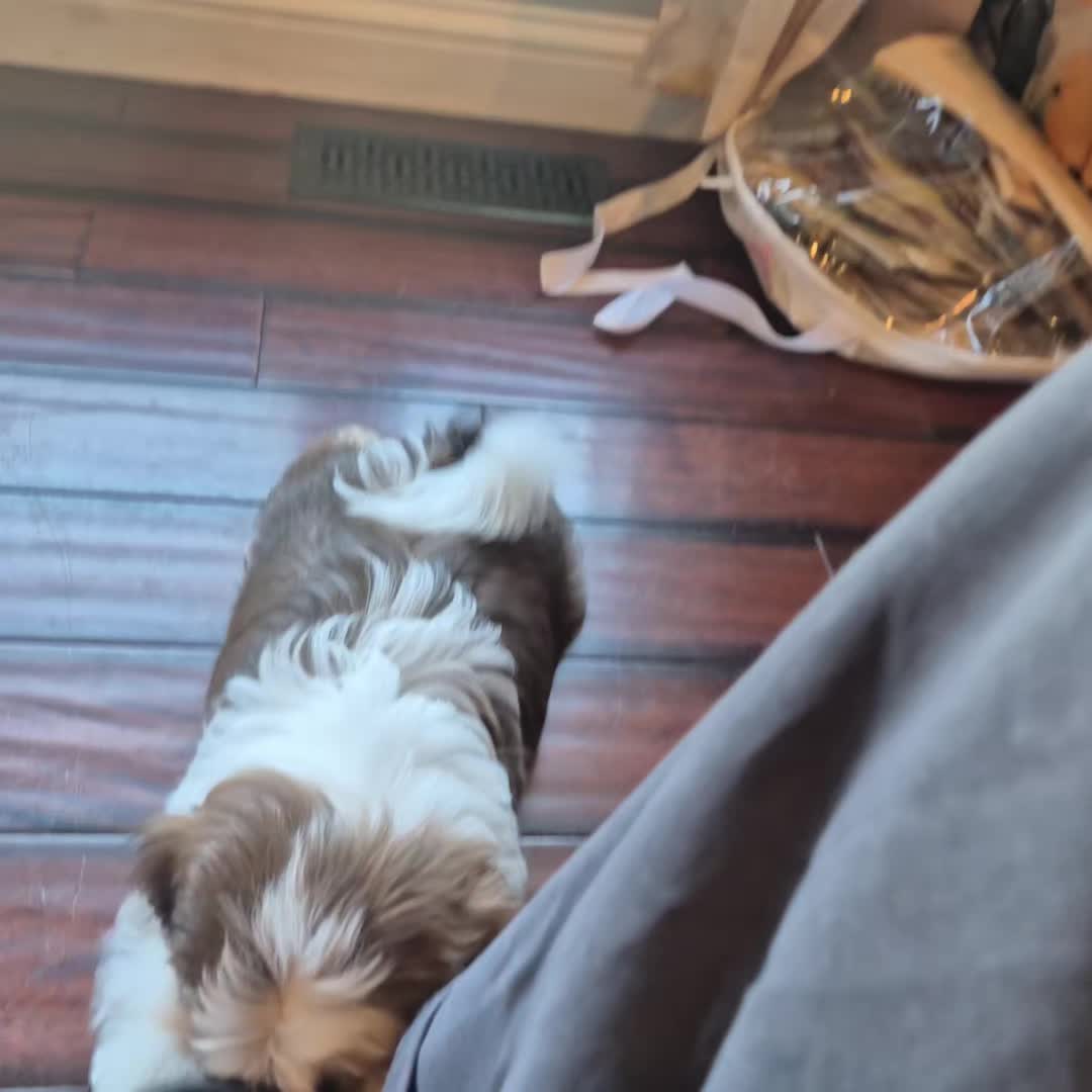 @Barb's Precious Pups