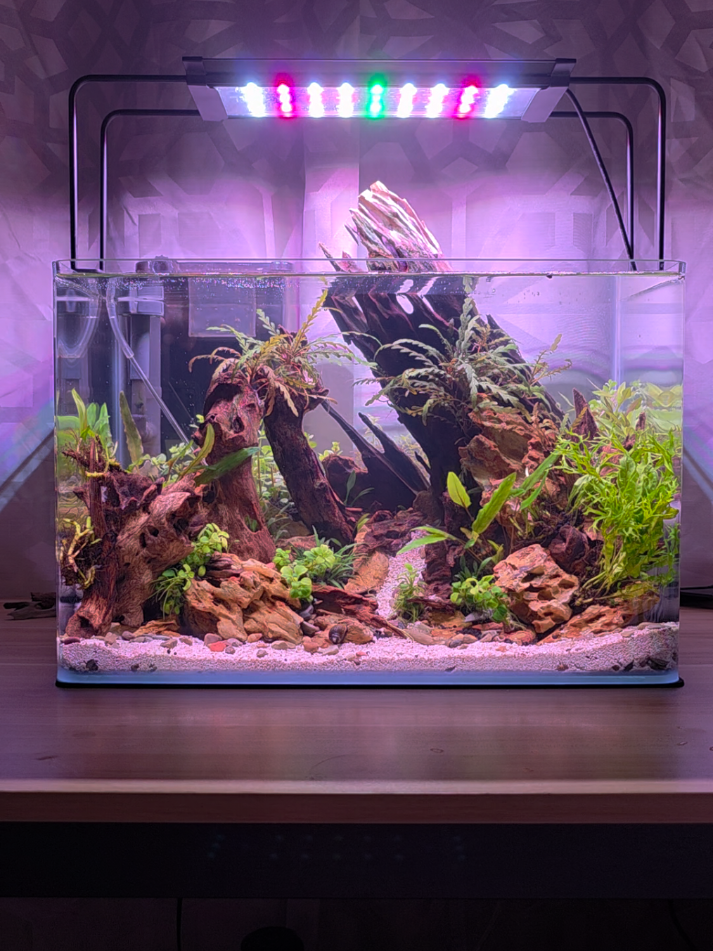 @Ace Aquascape