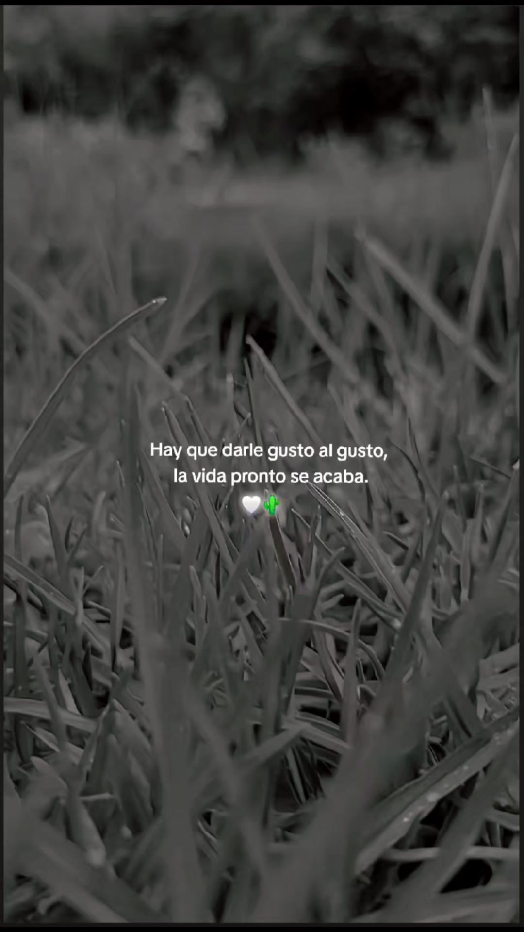 @ᴬᴷ᭄C r a z y ᶠᶠ ᥫᩣ 🍅🦂