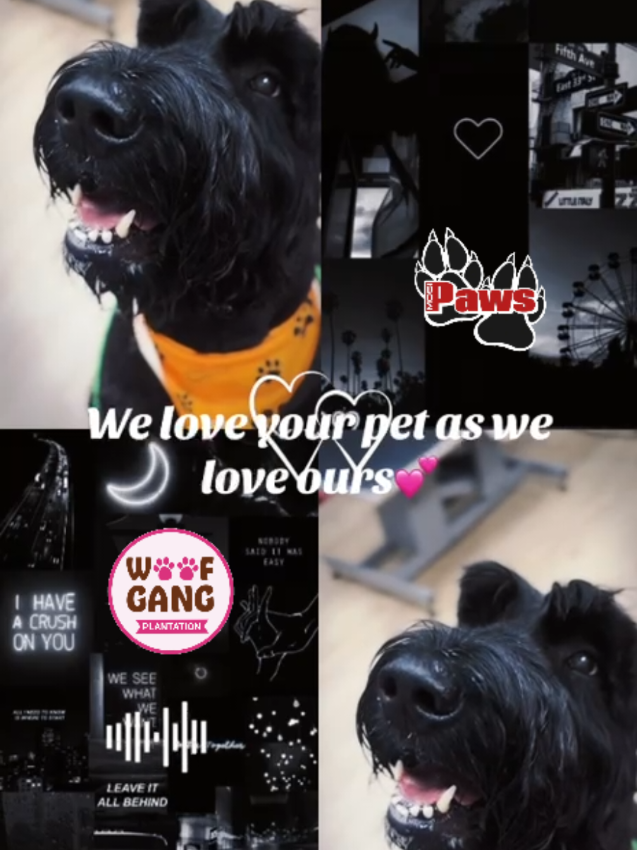 @Giant Schnauzers