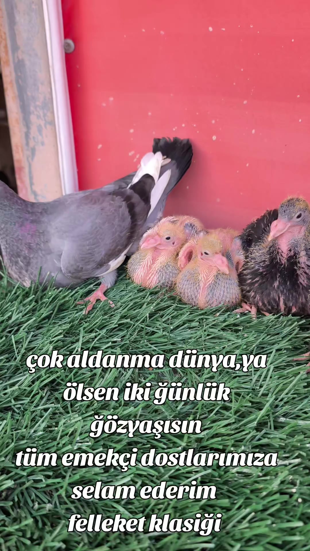 @0163Adanabatarkusu_federasyonu
