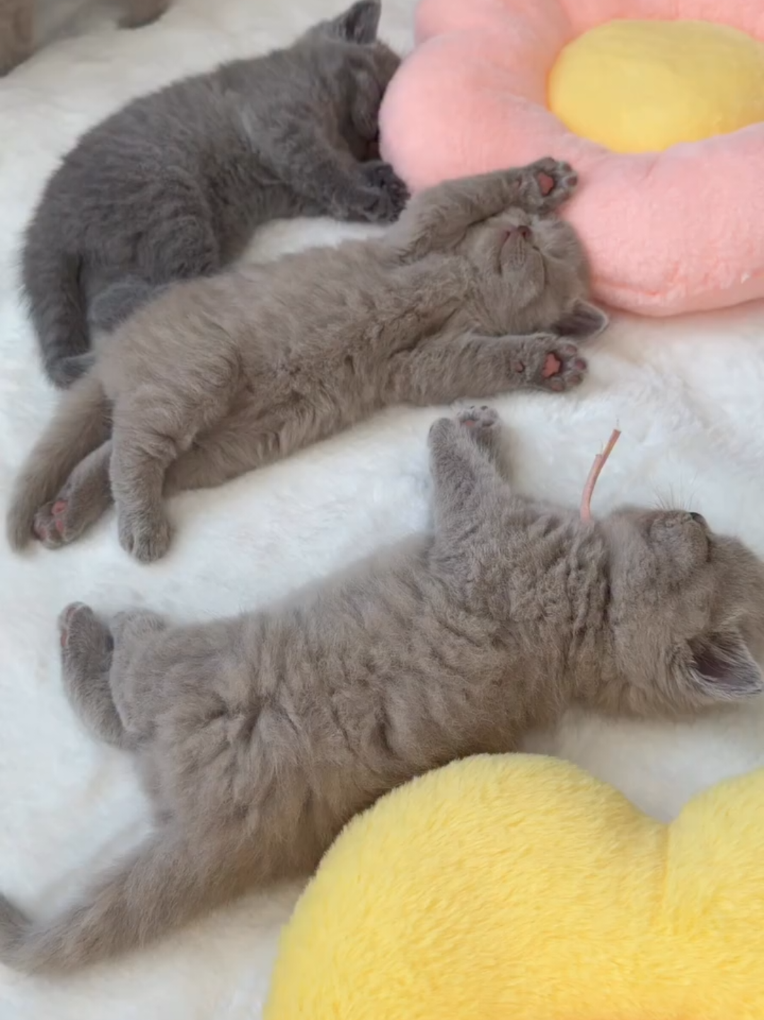 @Chonky World Of Cats