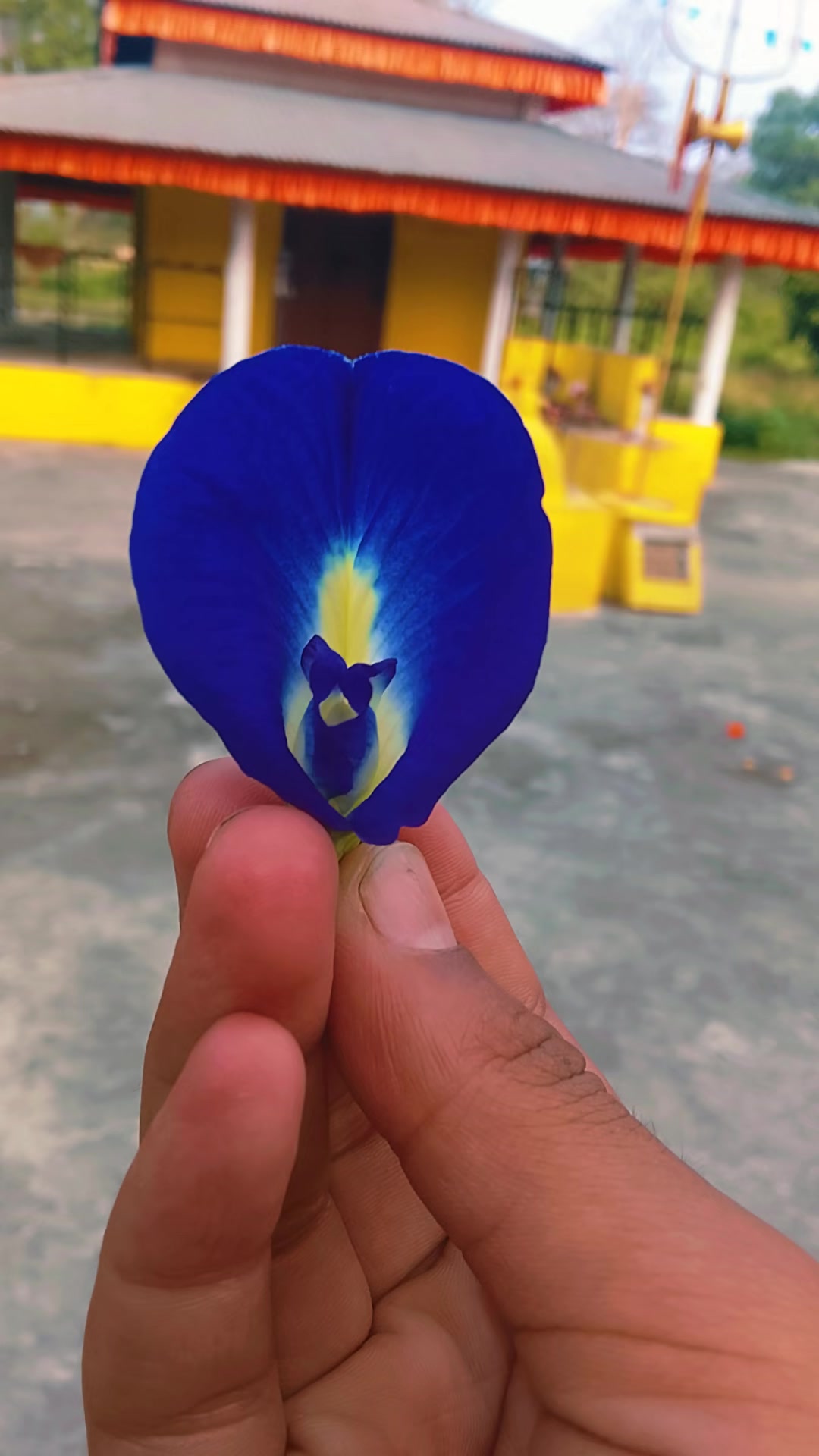 @Sarita🦋💛