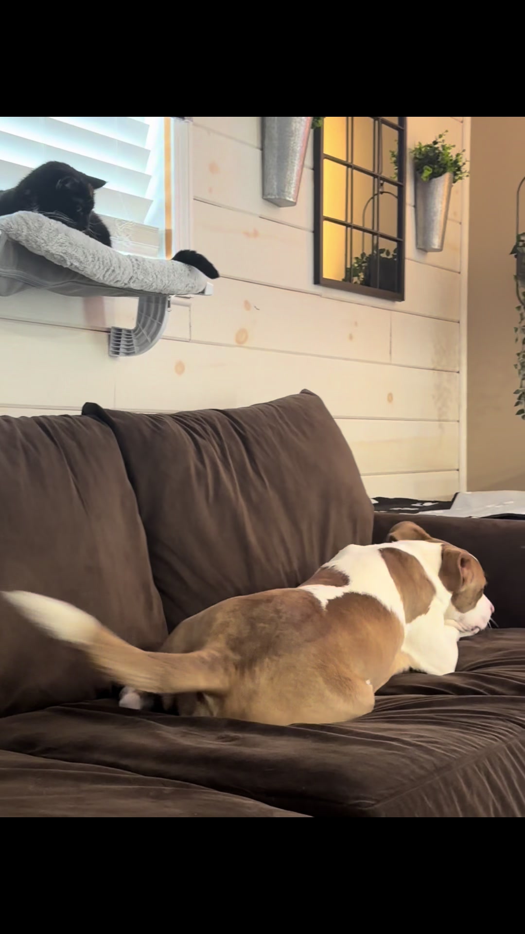 @Kobe and Remi the rescues