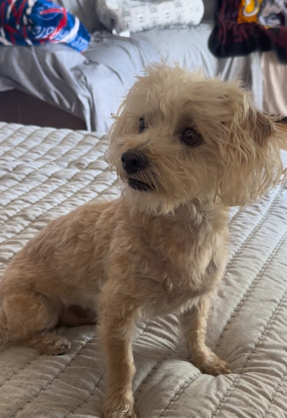 @He Was A PoodleBoi