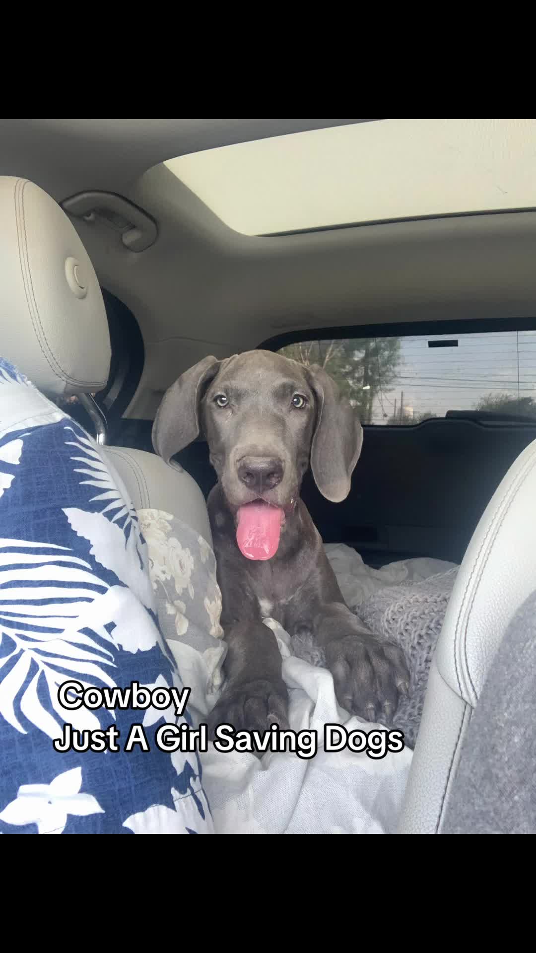 @Just A Girl Saving Dogs